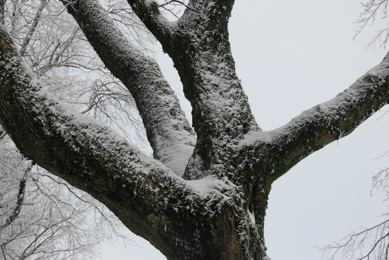 Photo d'un arbre sous la neige