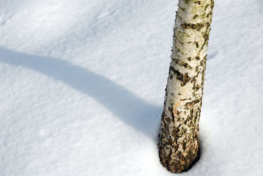 Photo d'un pied d'arbre dans la neige