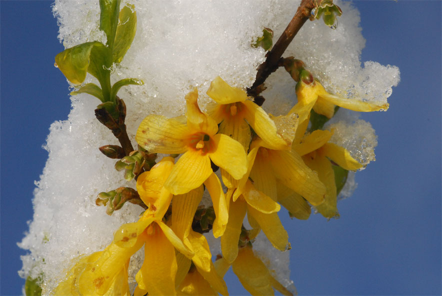 Photo d'un arbre en fleurs sous la neige