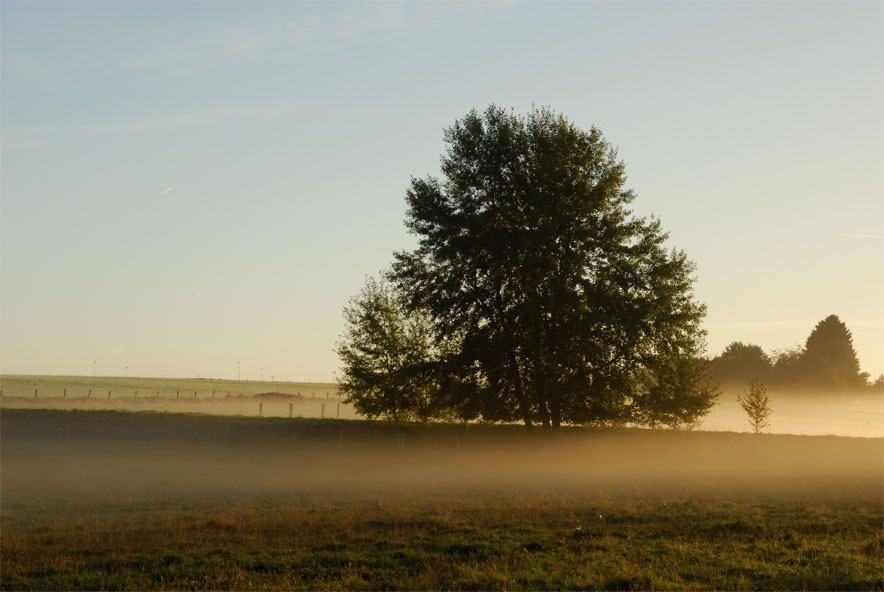 Photo d'un arbre dans la brume de la campagne, au lever du jour - septembre 2016